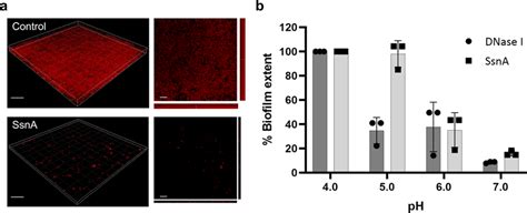 SsnA disperses pre-established S. mutans biofilm in a pH dependent ...