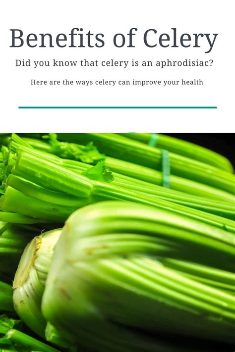 Celery Benefits Sexually The Real Reason Celery Is An Aphrodisiac Eat Something Sexy