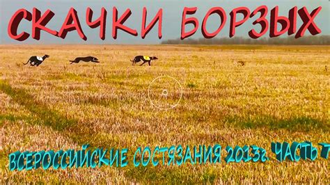 СКАЧКИ БОРЗЫХ. ВСЕРОССИЙСКИЕ СОСТЯЗАНИЯ 2013г. часть7. - YouTube