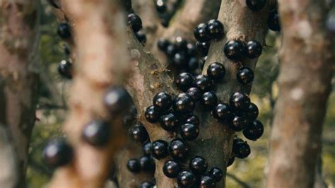 Jabuticaba Eleita A Segunda Melhor Fruta Do Mundo