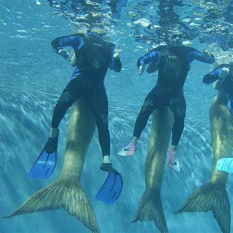 Three People In Wetsuits Are Swimming Under Water