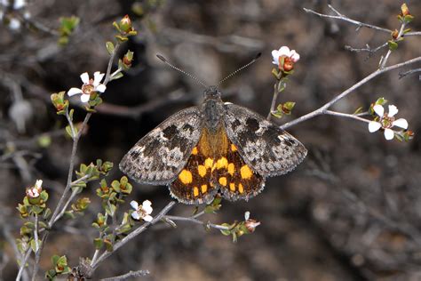 Sun Moth Synemon Sp Perth On Pericalymma Ellipticum Flower Flickr