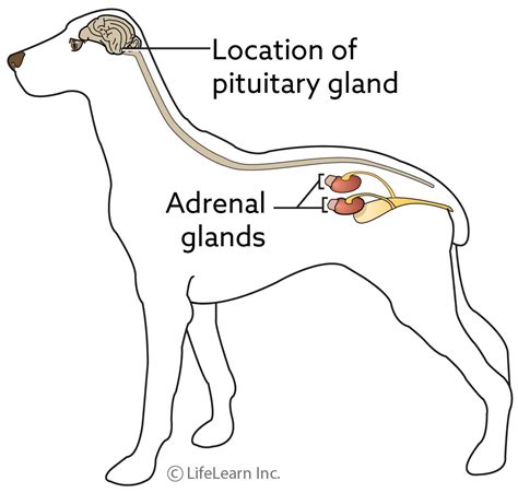 Calcinosis Circumscripta And Cutis Vca Animal Hospital