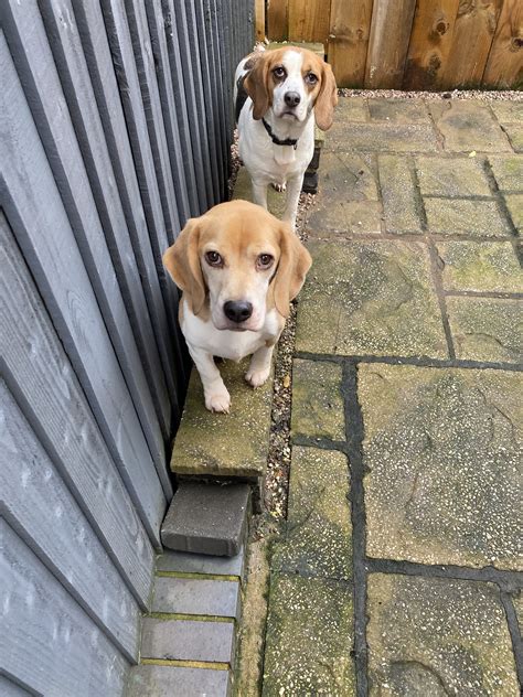 Home Beagle Welfare
