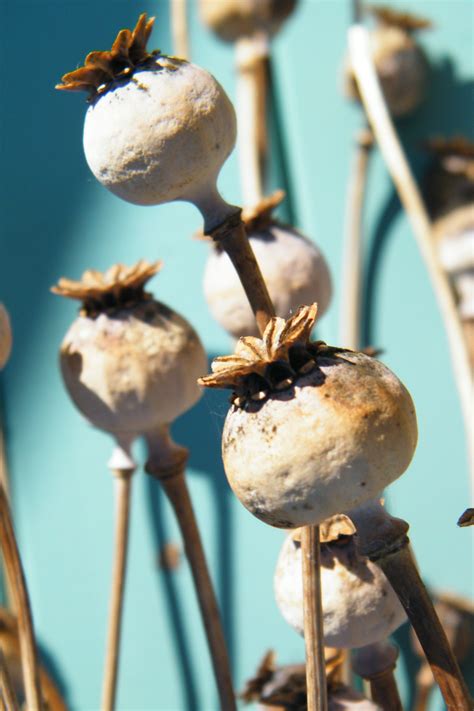 Growing My Own Dried Flowers Poppy Seed Heads Dried Flowers