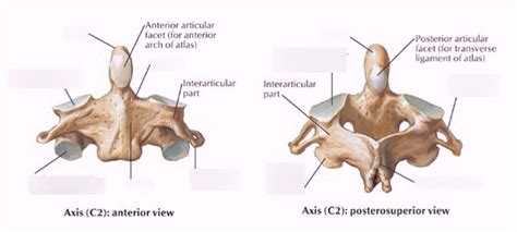 Axis C2 Diagram Quizlet