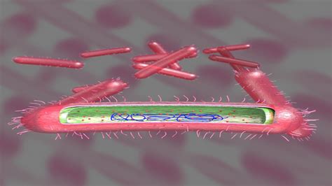 Tuberculosis bacteria detail cut section labelled 3D model - Blender Market