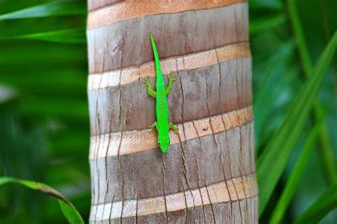 All The Space Sex Geckos Are Dead Rest In Peace Space Sex Geckos R Spaceflight