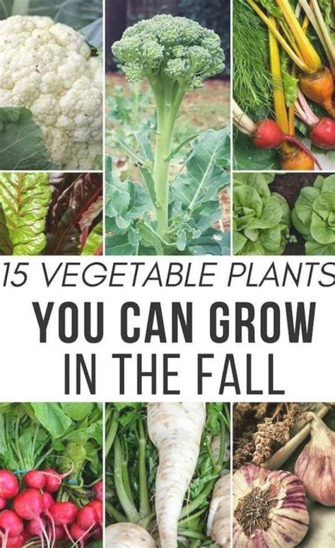 15 Vegetables You Can Grow In The Fall Plus The Top Fall Garden Tasks