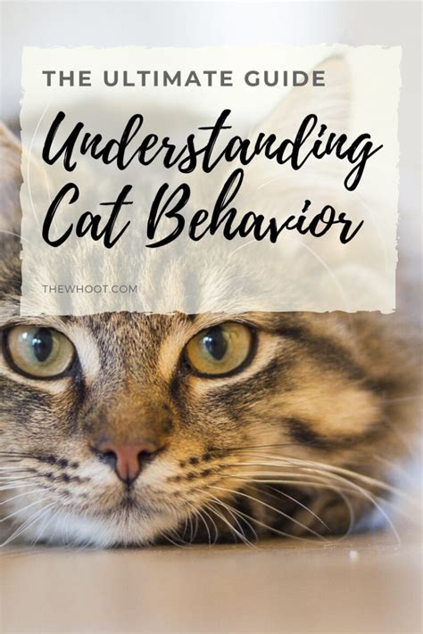 HOW TO UNDERSTAND YOUR CAT Good Info Net