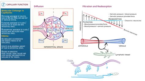 Anatomy Physiology Capillary Function Filtration Reabsorption