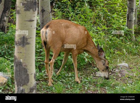 Mule Deer Doe Odocoileus Hemionus Canmore Alberta Stock Photo Alamy