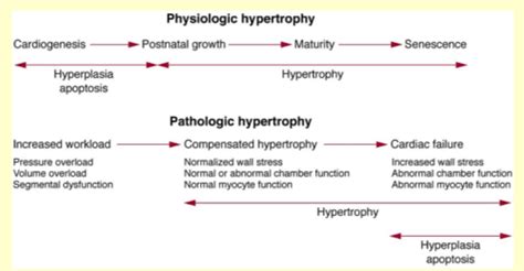 Pathological Vs Physiological Hypertrophy Harris Flashcards