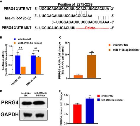 Frontiers LncRNA HOTAIR Regulates Cell Invasion And Migration In