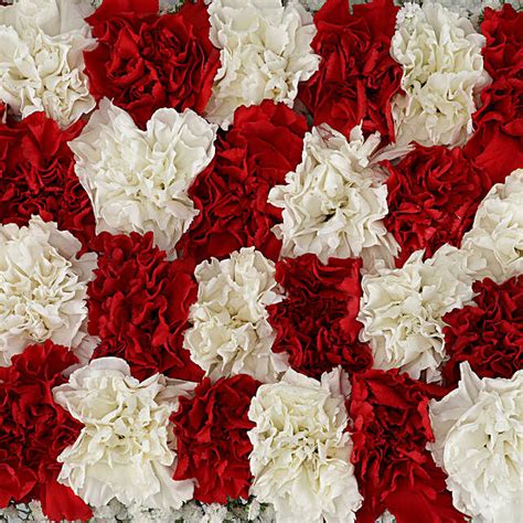 Buy/Send White & Red Carnations Arrangement Online- Ferns N Petals