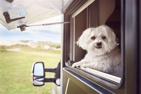 The Best 6 Rv Dog Ramps For Traveling With Your Canine