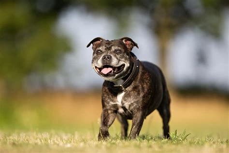 Demência em cães sinais sintomas e tratamentos Wiki Pets