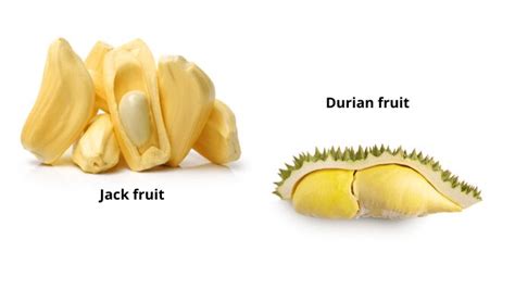 Durian Vs Jackfruit Know The Difference