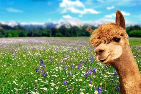 40 Adorable Alpaca Photos To Make You Smile Readers Digest