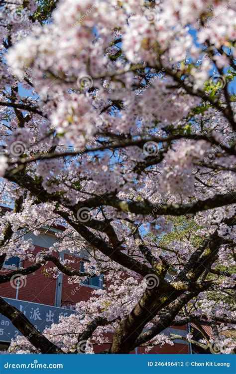 Cherry Blossom in Alishan National Forest Recreation Area Stock Photo ...