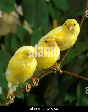 Yellow Canary Serinus Canaria On Its Perch In Front Of A White