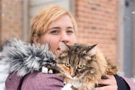 10 Vet-Approved Tips for Traveling With a Maine Coon Cat - MaineCoon.org