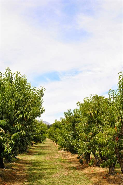 foreign room summer fruit picking