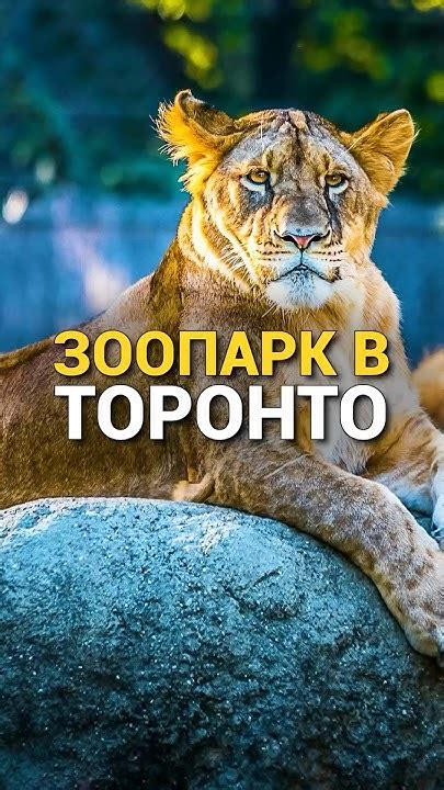 Зоопарк Торонто - YouTube