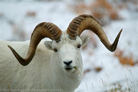 Dall Sheep Denali National Park Alaska Photos By Ron Niebrugge