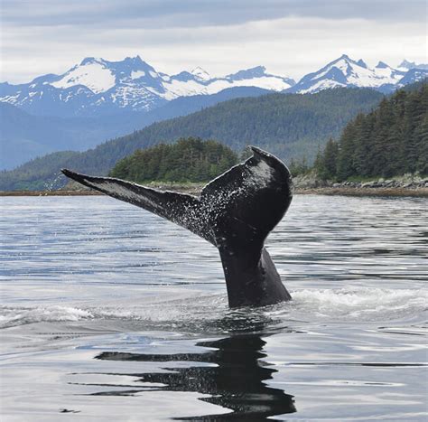 Discover Alaska S Whales Gastineau Guiding