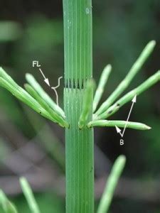 Equisetum Stem And Leaves Biol Apbi Lab Information