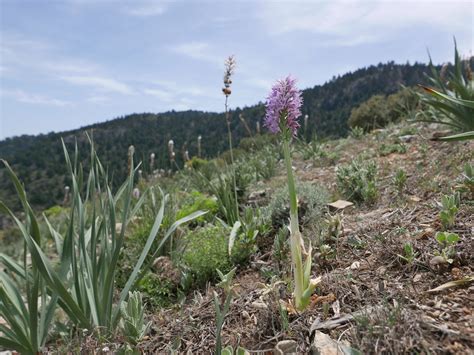 Naked Man Orchid From M Laga Espa A On April At Pm By