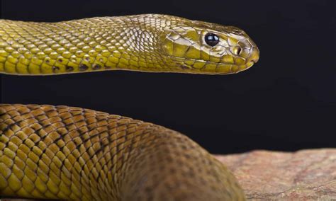 Inland Taipan Bite: Why it has Enough Venom to Kill 289 Humans & How to ...