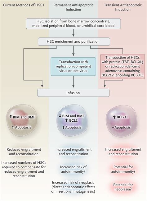 Making A Better Hematopoietic Stem Cell Timing Is Everything NEJM