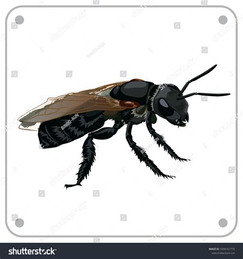 Stingless Bee Over 358 Royalty Free Licensable Stock Vectors And Vector