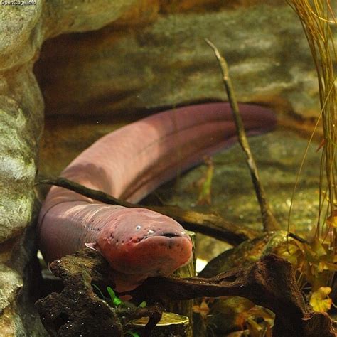 Amazon River Electric Eel