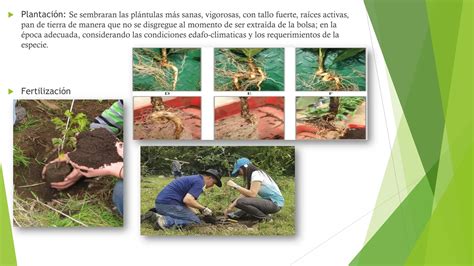 Establecimiento Y Manejo De Plantaciones Forestal Pdf