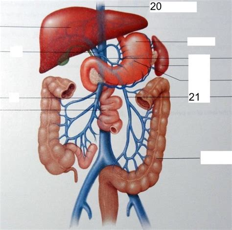 Abdominal Veins Diagram Quizlet