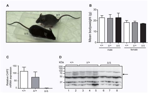 Phenotype Of Cap2 Tmprss4 Deficient Mice A Representative Pictures Download Scientific