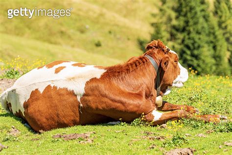 Brown And White Dairy Cow With Cowbell On A Mountain Pasture Alps