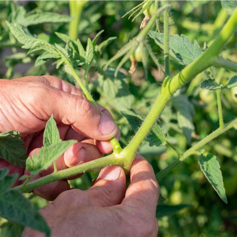 Why To Remove Tomato Suckers How To Prune Tomatoes