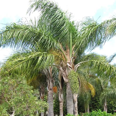 Top 10 Most Popular Florida Palm Trees (with Pictures)