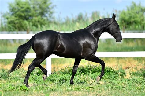 Akhal Teke Horse Traits Unveiling Personality And Temperament