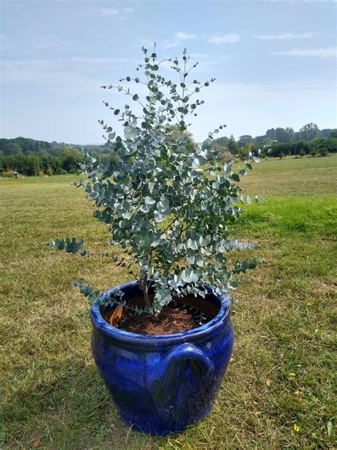 Eucalyptus Gunnii Azura Dwarf Cider Gum 1 Of Our Absolute