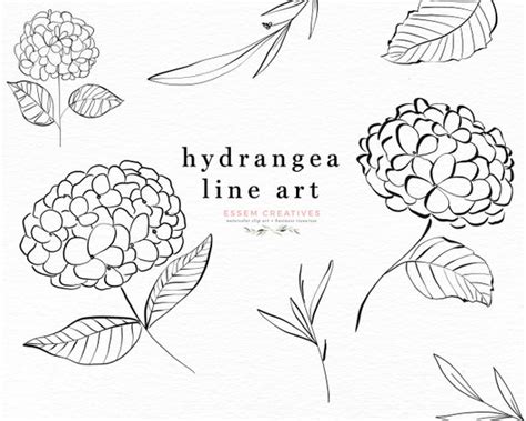 Hydrangea Line Art Floral Clipart Illustration Botanical Etsy