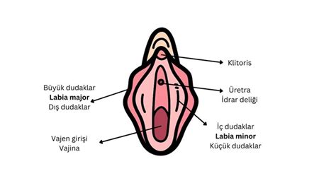 Blog Bal Kesir Kad N Hastal Klar Ve Do Um Uzman Op Dr L Tfiye Tomak