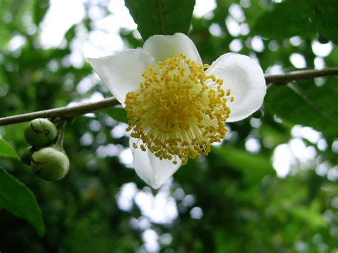 File:Tea flower.JPG - Wikimedia Commons