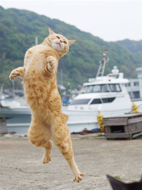 Karate Cats Photographer Hiroyuki Hisakata Captures Felines In Martial