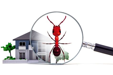 Termite Inspection Omaha Pest Control Omaha Exterminator Omaha Pest Control Inc