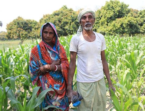 For Farmers In Bihar A Simple Solution For More Crops The New York Times